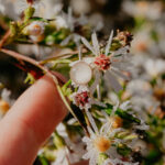 Breastmilk filled ring on flowers